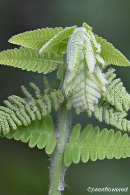 Unfurling frond with fertile pinnae